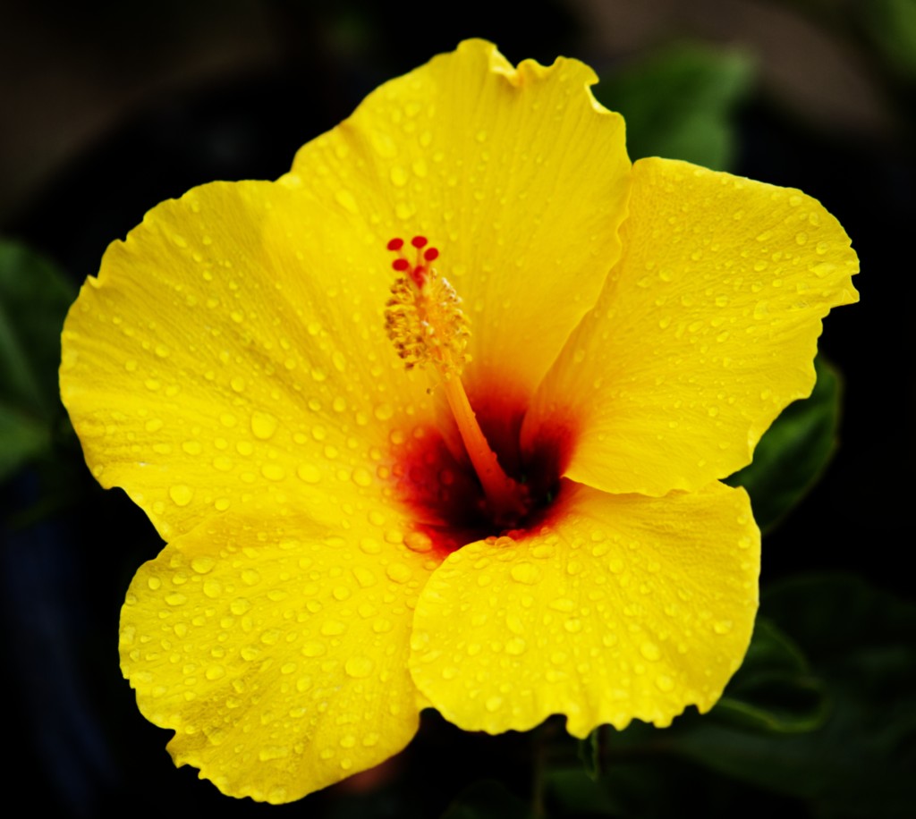 ART PHOTOGRAPHY ART FLORAL # 10