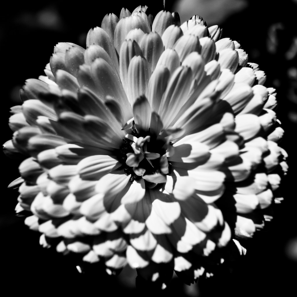 ART PHOTOGRAPHY ART FLORAL # 09