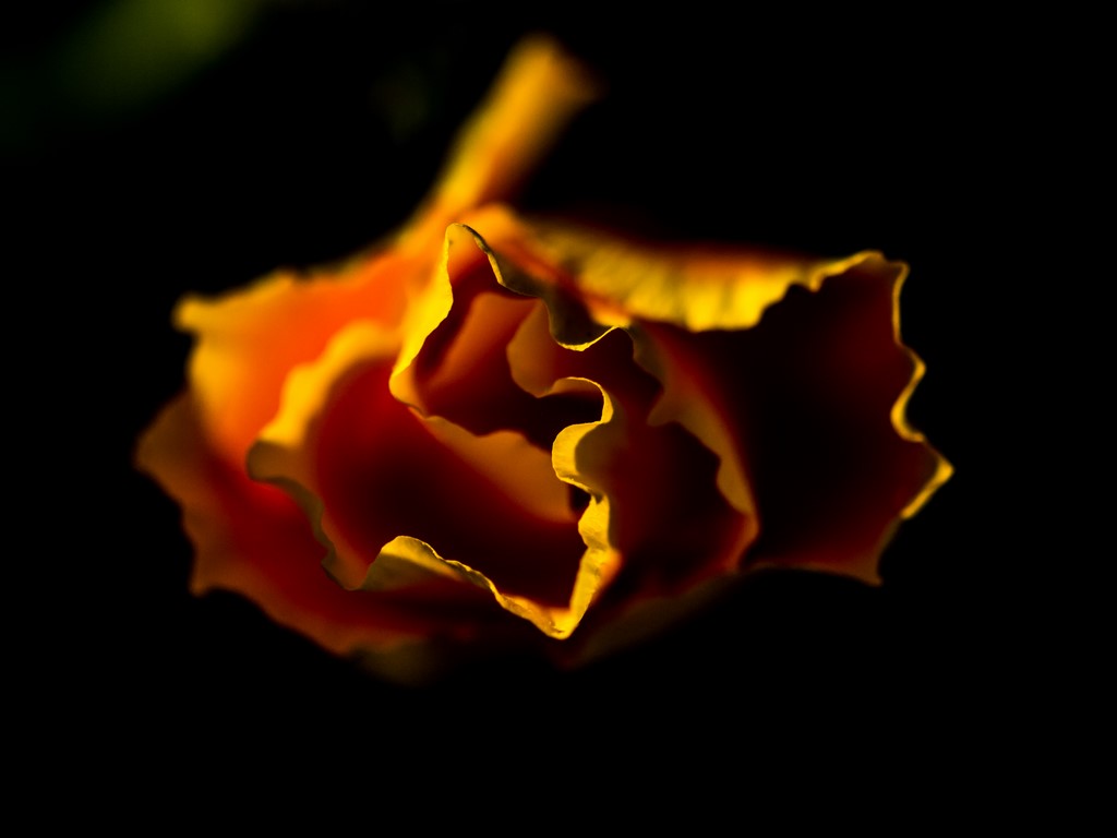 ART PHOTOGRAPHY ART FLORAL # 02