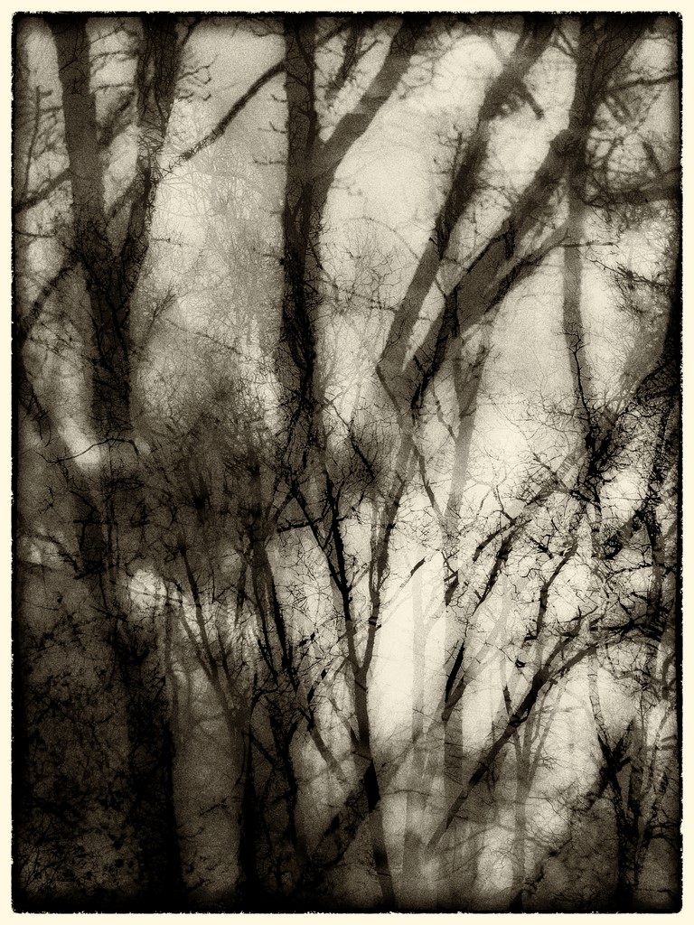 ART PHOTO BROUILLARD