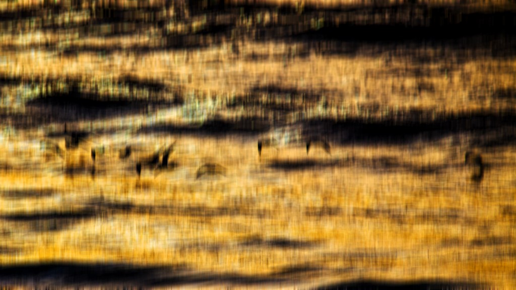 ART PHOTOGRAPHY MOUETTES
