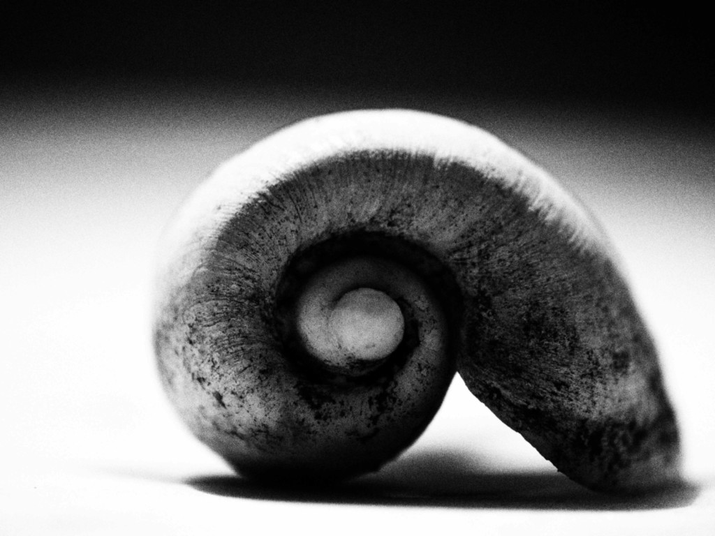 ART PHOTOGRAPHY COQUILLE_ART_18