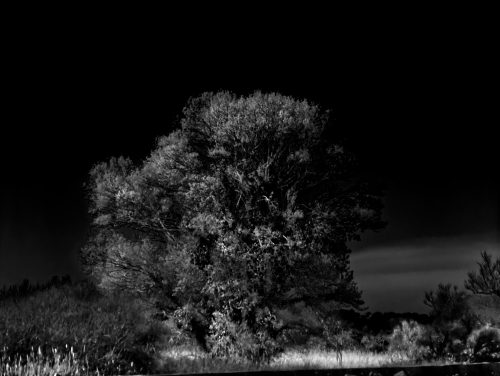  ART PHOTOGRAPHY L'ARBRE DU MARAIS