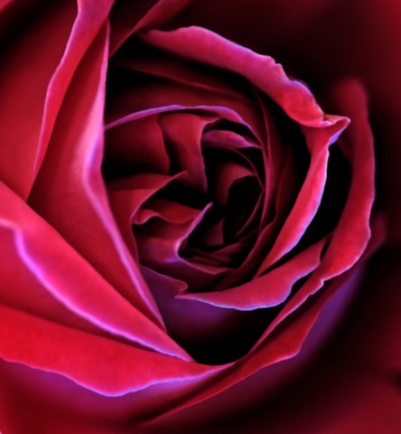 ART PHOTOGRAPHY ART FLORAL # 07