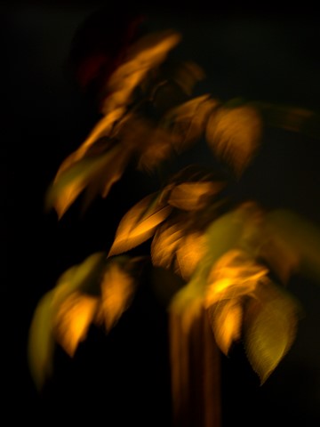 ART PHOTO FLEUR DE NUIT 1