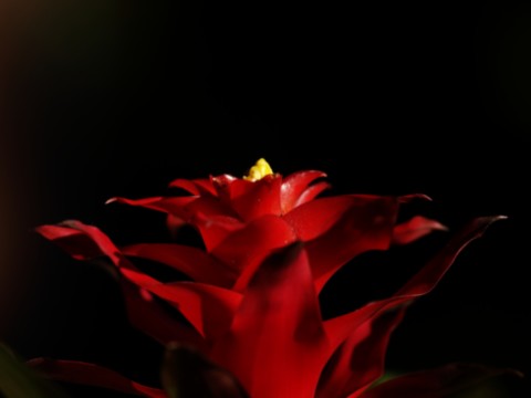 ART PHOTOGRAPHY ART FLORAL # 03