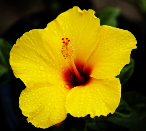 ART PHOTOGRAPHY ART FLORAL # 10