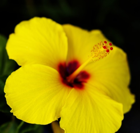ART PHOTOGRAPHY ART FLORAL # 11