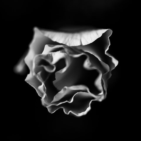 ART PHOTOGRAPHY ART FLORAL # 08