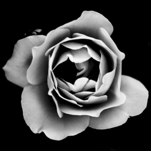 ART PHOTOGRAPHY ART FLORAL # 04