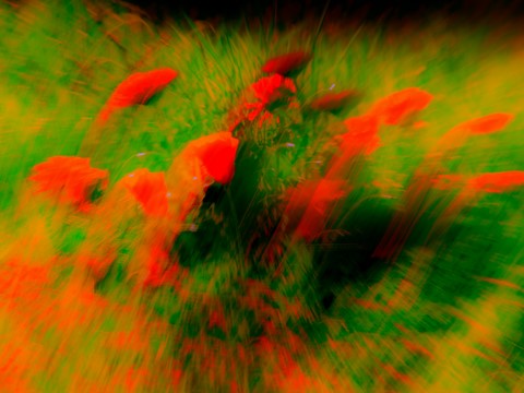 ART PHOTO EVEIL DU PRINTEMPS # 29