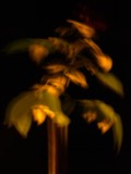 ART PHOTO FLEUR DE NUIT 2