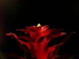 ART PHOTOGRAPHY ART FLORAL # 03