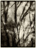 ART PHOTO BROUILLARD