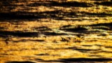 ART PHOTOGRAPHY SEAGULLS