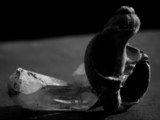 ART PHOTOGRAPHY COQUILLE_ART_6