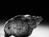 ART PHOTOGRAPHY COQUILLE_ART_16
