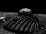 ART PHOTOGRAPHY COQUILLE_ART_34