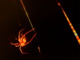 ART PHOTO COLORED SPIDER