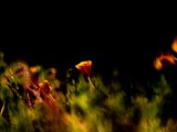 ART PHOTO EVEIL DU PRINTEMPS # 55